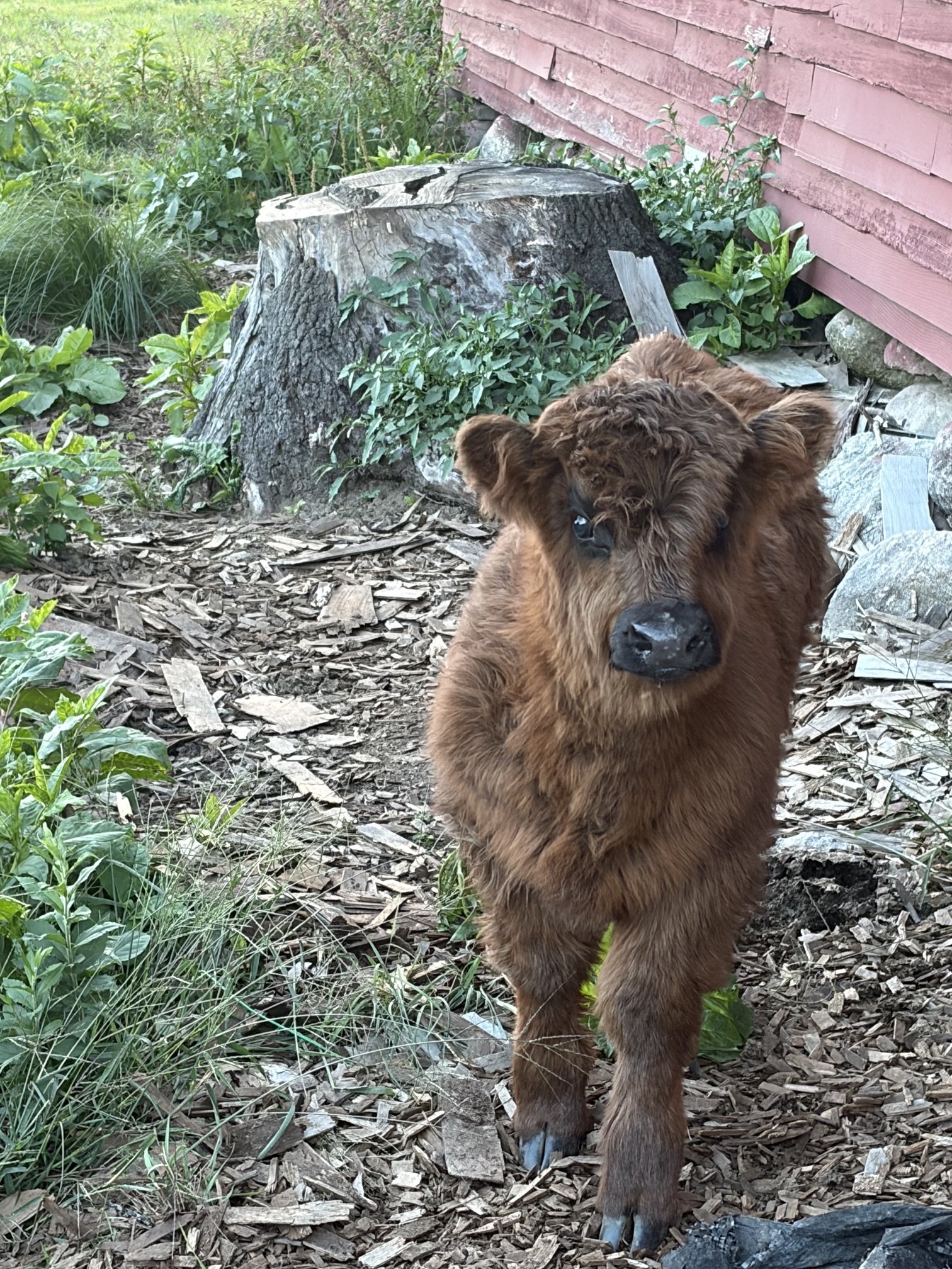 A calf beside the red farm building