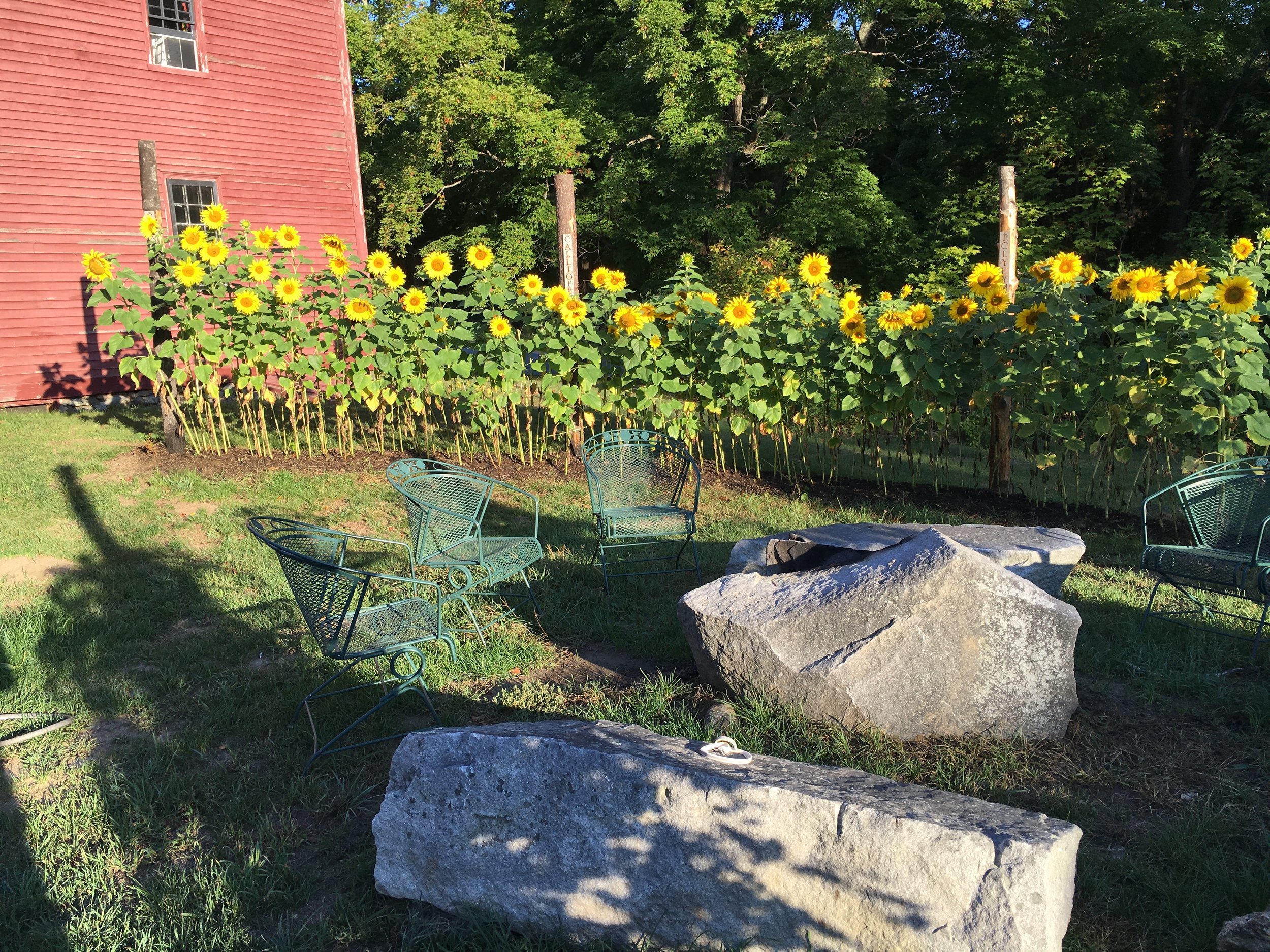 Sunflowers and garden beds outside Blasty Bough’s farm building
