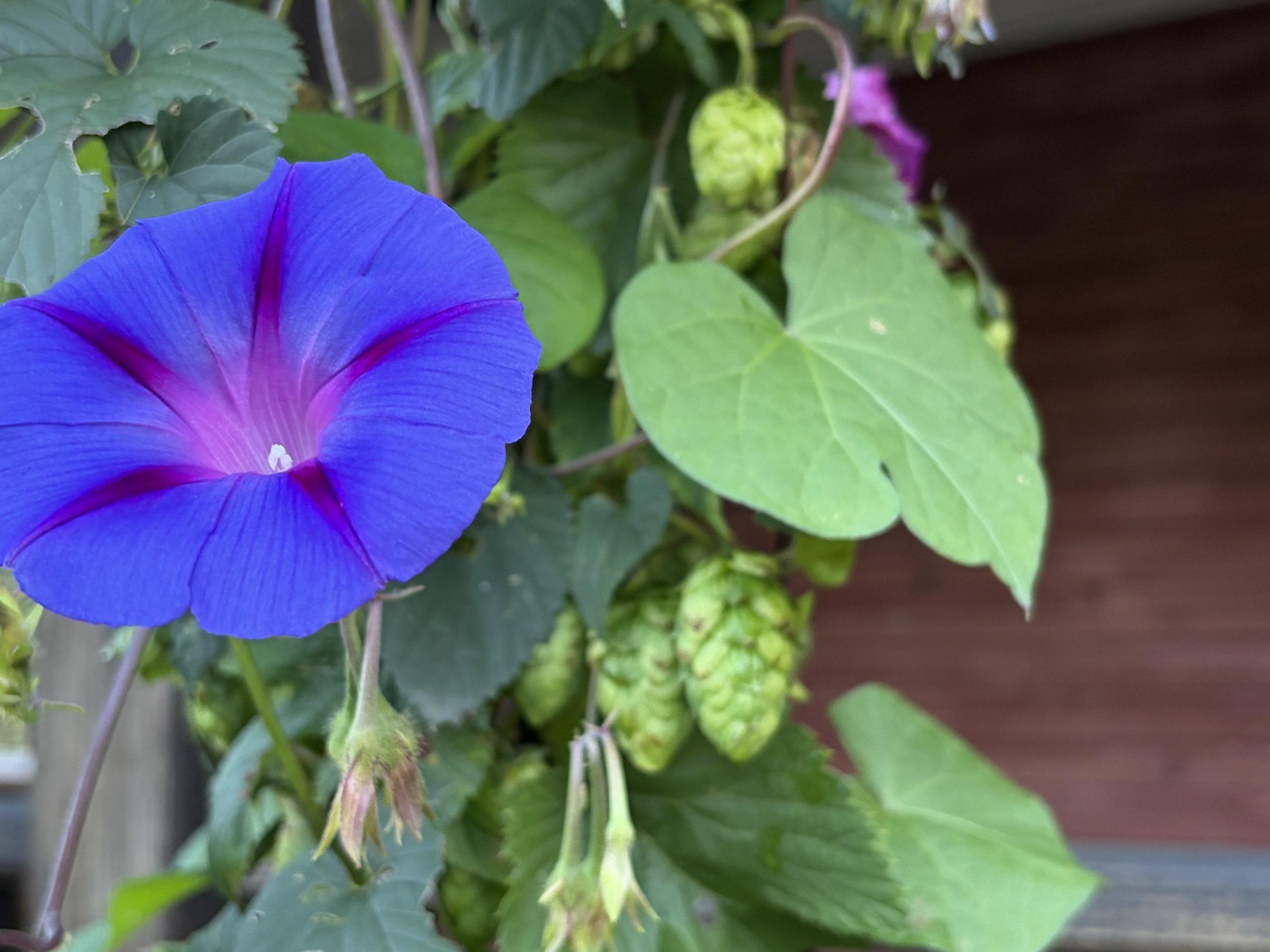 Hops and a morning glory flower at the farm
